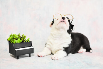 small corgi puppy with glasses next to the piano