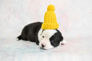 little corgi puppy in a hat
