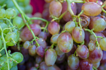 Bunches of grapes of different varieties are green and red. Elite grape varieties.
