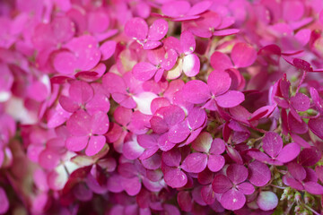 Floral background. Pink phlox flowers close up.