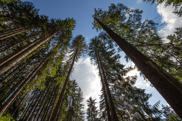 VIew to trees and sky from below