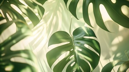 Soft sunlight filters through Monstera leaves, casting a calming pattern of dappled shadows on the ground