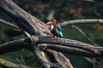 White throated kingfisher bird perched on a branch in the forest