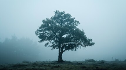  a lone tree in the middle of a foggy field on a foggy day in the middle of the woods.