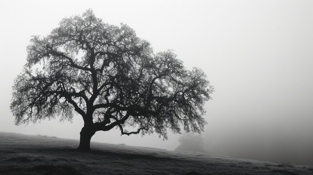 a black and white photo of a tree on a foggy day in a field with a hill in the background.