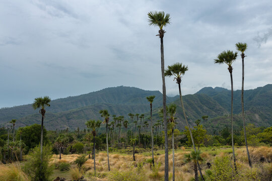 Rural natural part of Bali island and hills covered in vegetation in Karangasem district, Amed, Indonesia.