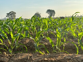 corn field in the morning