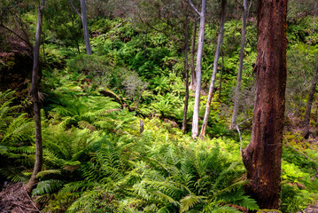 Green fern filled creek