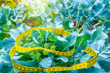 A bush of growing broccoli is wrapped with yellow measuring tape. Measuring tape for waist and...