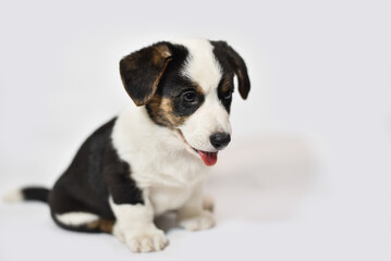 small Welsh Corgi Cardigan puppy on a white background smiling