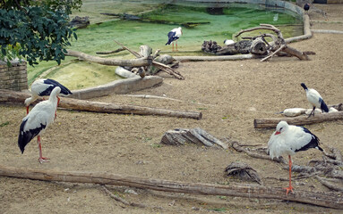 Cicogne bianche nella voliera di un parco zoologico 777