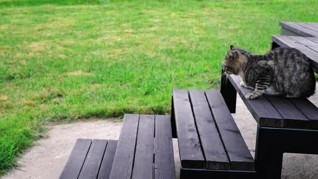 The cat hit the dog with its paw and it fell down the stairs. Animal confrontation. Knocked out. The concept of protecting your territory. Friendly and aggressive behavior. High quality 4k footage