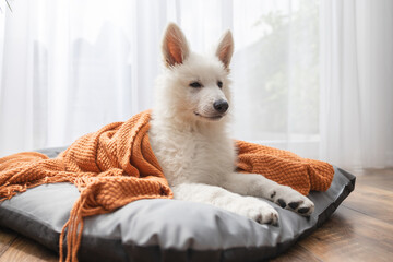 A cute white Swiss shepherd puppy lies on his bed and is covered with a brown blanket. Funny pets...