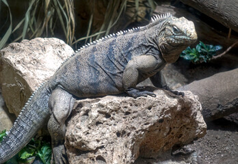 iguana terrestre di cuba 863