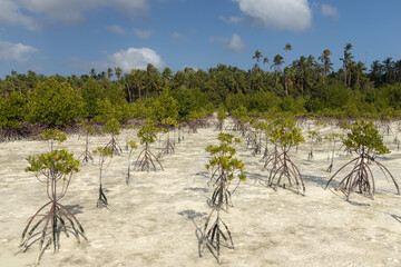 Rows of young mangrove trees planted as a environmental conservation efforts in Kei islands...