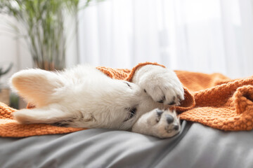 A cute white Swiss shepherd puppy lies on his bed covered with a brown knitted blanket and covers his face with his paws. Funny pets resting