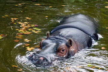 Fototapeta premium Ippopotamo che nuota nell'acqua 1017