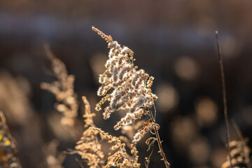grass in the wind