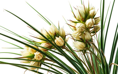 Yucca Elegance on White on a transparent background