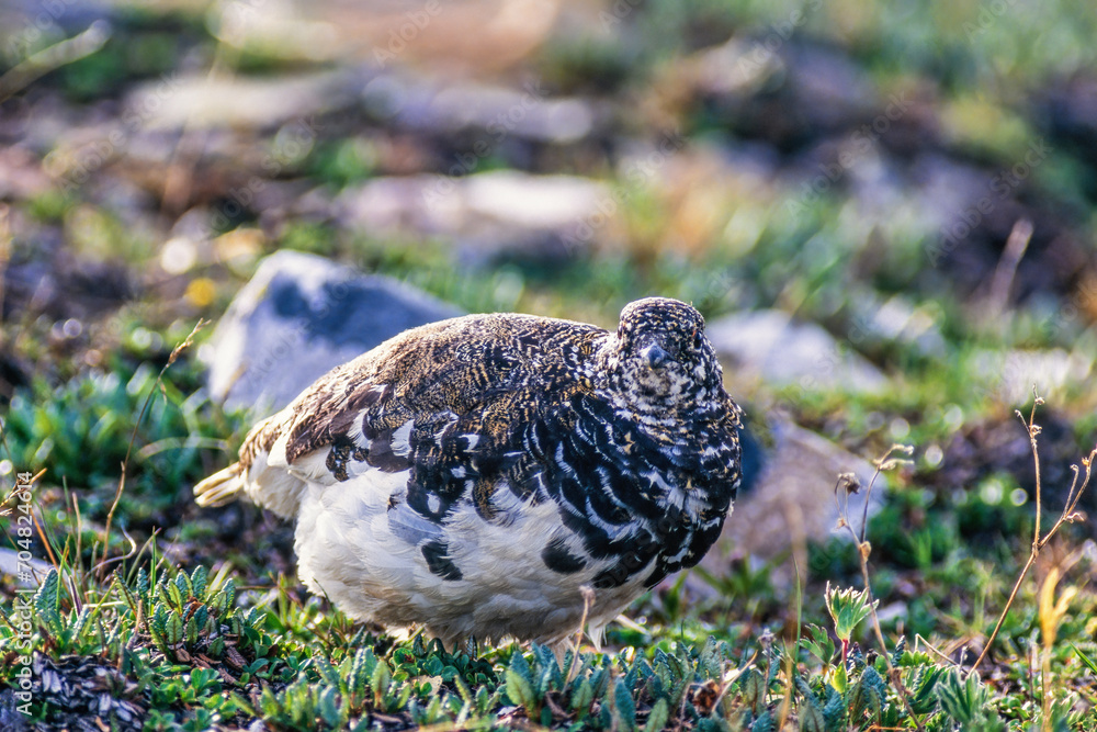 Sticker White-tailed ptarmigan on a mountain meadow