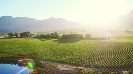 Drone, vineyard and lens flare with nature, landscape and countryside with fresh air, sustainability and field. Wine farm, outdoor or spring with summer, plants or agriculture with luxury or sunshine - Powered by Adobe