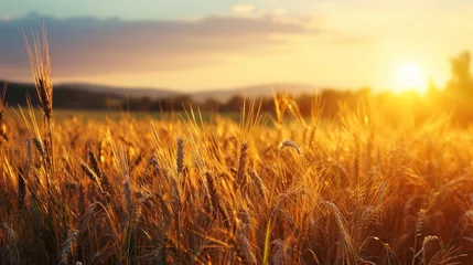 Foto op Plexiglas  a field of wheat at sunset with the sun in the distance and a few clouds in the sky above it. © Olga