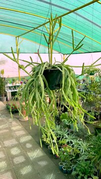 Rhipsalis micrantha hanging cactus plant growing indoor in a greenhouse in hanging pot