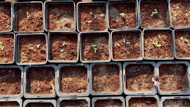 Small seedlings growing in plastic pots