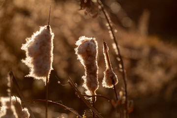 grass in the wind