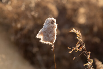 grass in winter