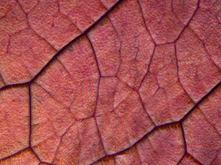 Fototapeta premium Various autumn dried leaves falling on a white background close-up, herbarium 