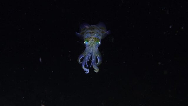 Bigfin Reef Squid - Sepioteuthis lessoniana swimming in the nigth. 4K underwater video. Night diving in Tulamben, Bali, Indonesia.
