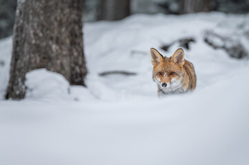 The red fox viewing from the forest full of snow