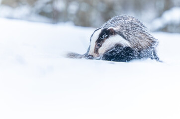 The european badger looks for the food in winter snowed country