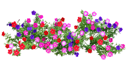 ペチュニア　6月撮影