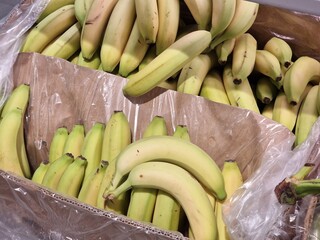 frische Bananen - Musa