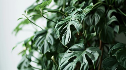  a close up of a green plant with lots of leaves on it's sides and a white wall in the background.