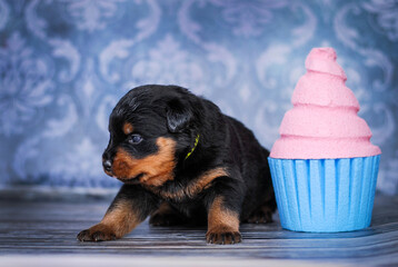 Rottweiler puppy on a blue background with a cake