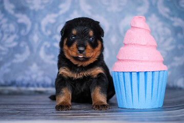 Rottweiler puppy on a blue background with a cake