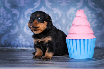 Rottweiler puppy on a blue background with a cake
