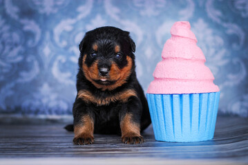 Rottweiler puppy on a blue background with a cake