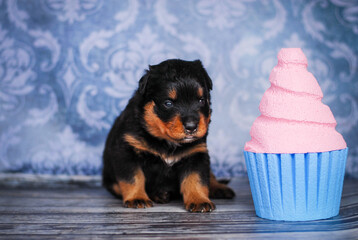 Rottweiler puppy on a blue background with a cake