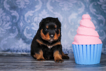 Rottweiler puppy on a blue background with a cake