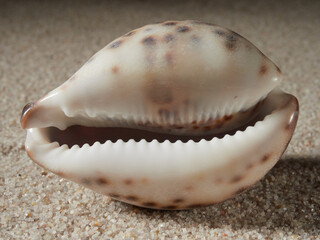 Seashell on clean sand of beach. Close up, beach sand texture. Beach sand texture in summer sun. banner             
