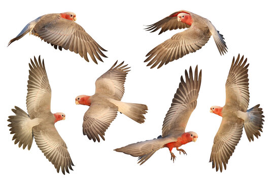 Set of Galah Cockatoo flying isolated on transparent background png file