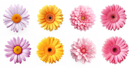 Set of photo realistic overhead single flowerhead of a gerbera daisy isolate on transparency background png 