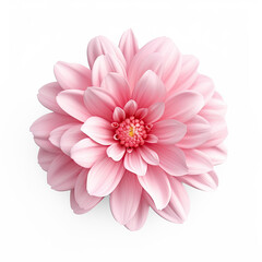 Pink flower, hyper realistic, isolate on transparency background png 
