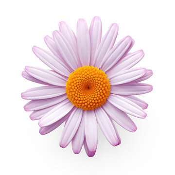 A daisy, with yellow petals and lilac center, isolate on transparency background png 
