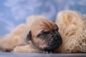 little newborn red pitbull puppy