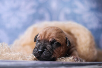 little newborn red pitbull puppy
